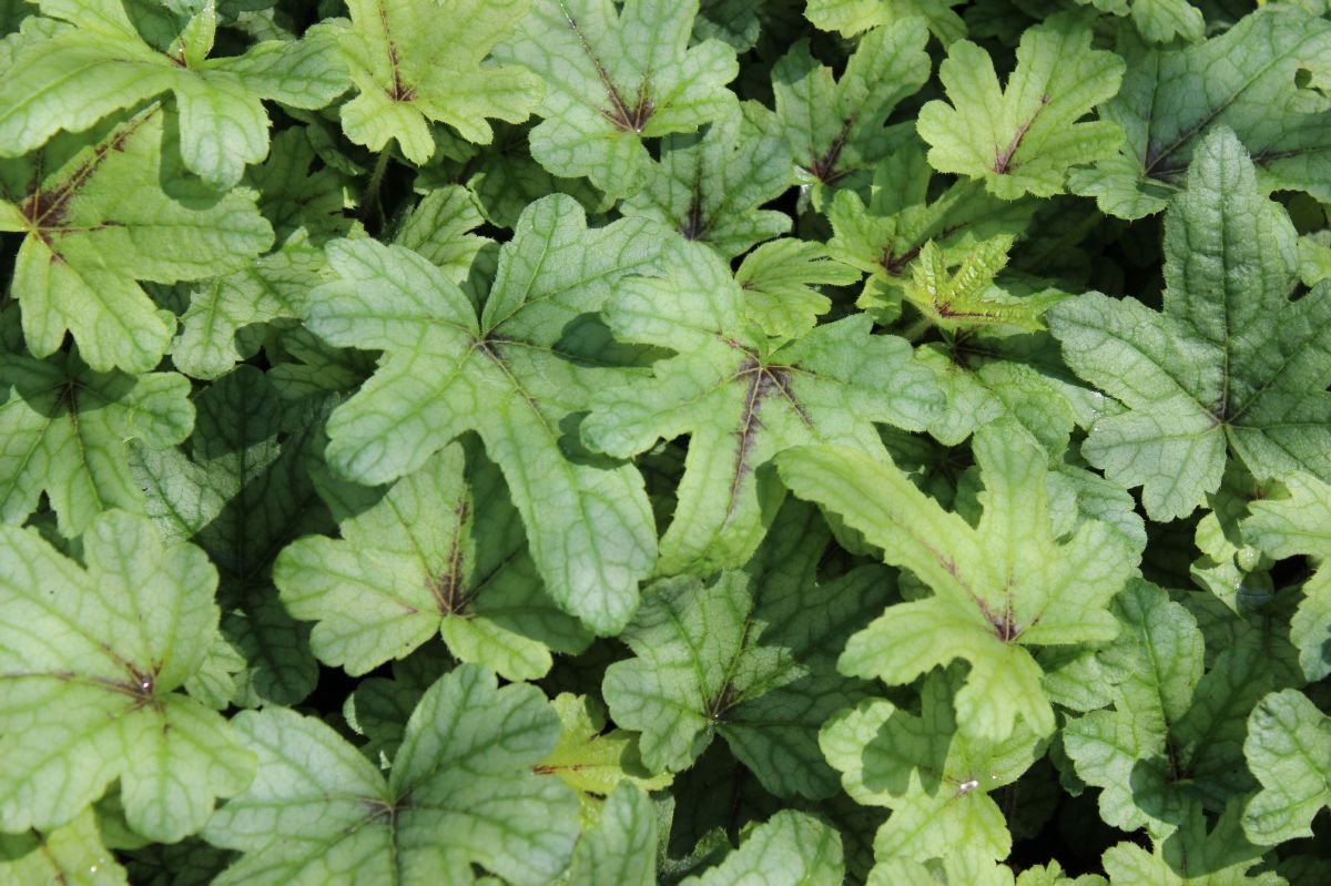 Silberglöckchen Kimono® Silberglöckchen Kimono®