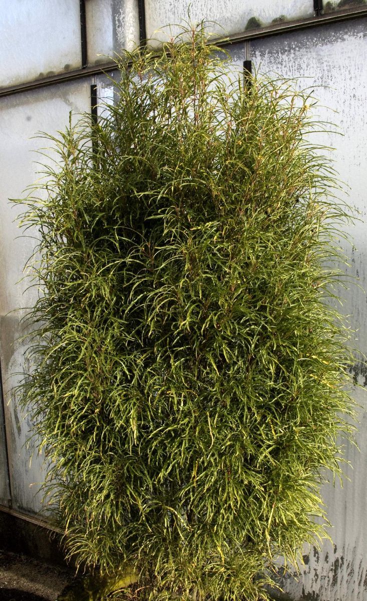 Farnblättriger Säulenfaulbaum Fine Line® Farnblättriger Säulenfaulbaum Fine Line®