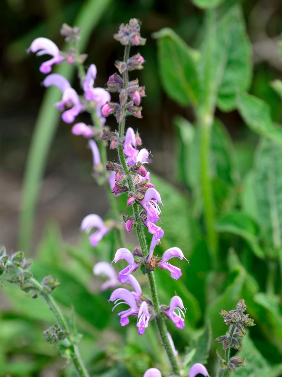 Wiesensalbei Wiesensalbei