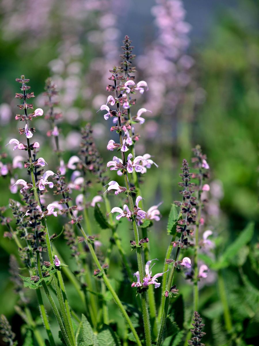 Wiesensalbei Wiesensalbei