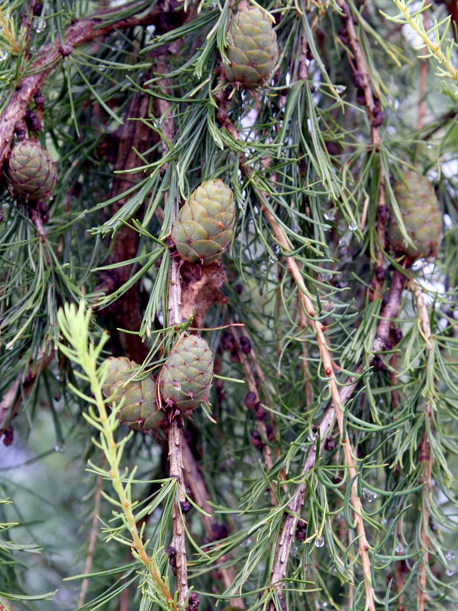 Hängelärche Hängelärche