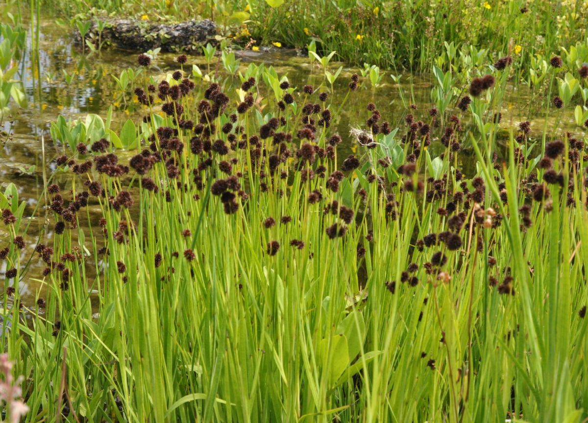 Schwertblättrige Binse Schwertblättrige Binse