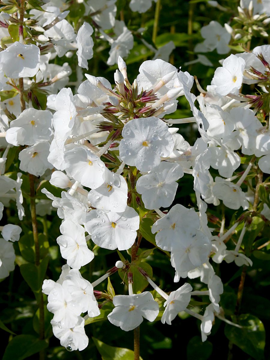 Flammenblume Miss Lingard