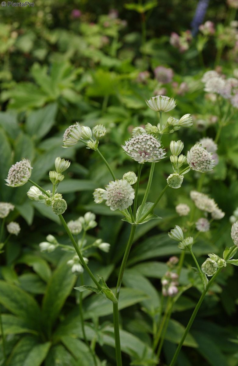 Sterndolde Rosensinfonie