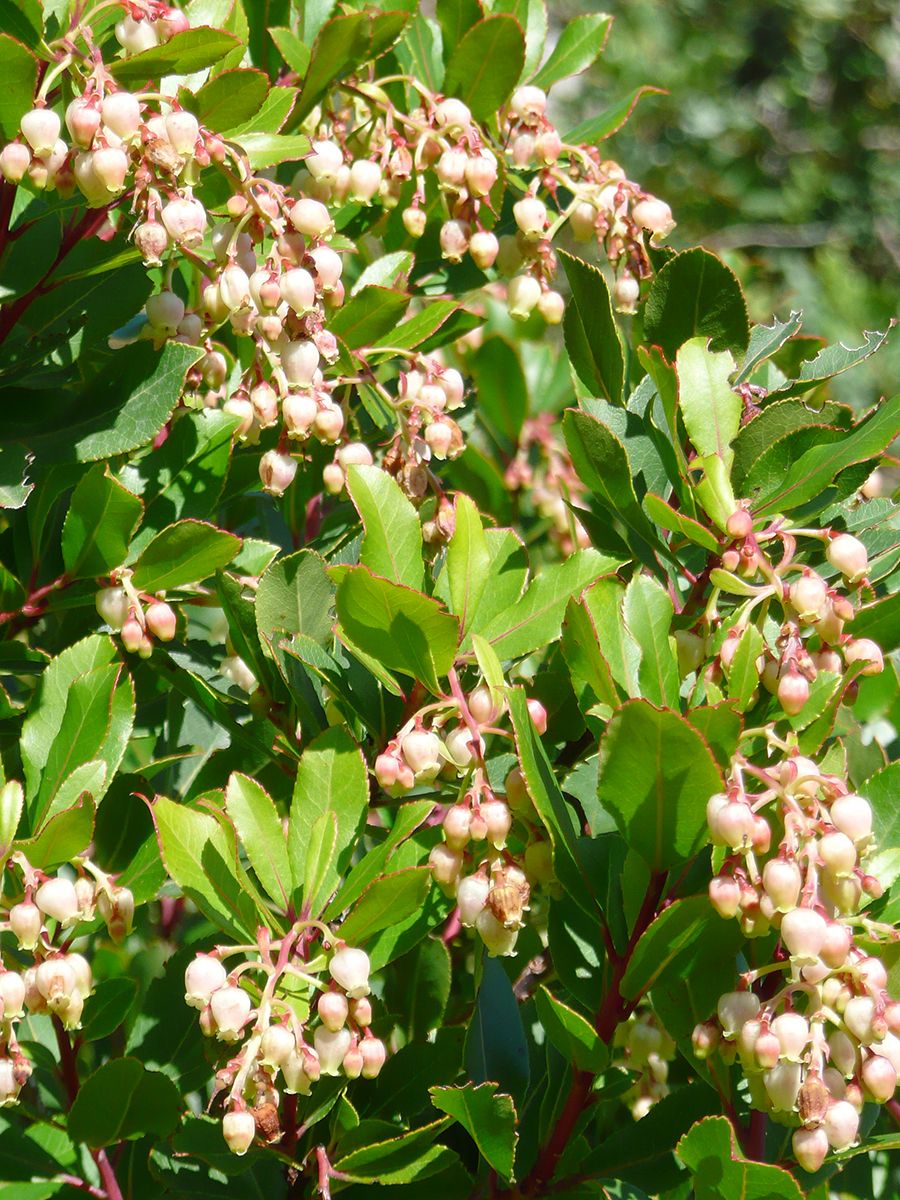 Erdbeerbaum