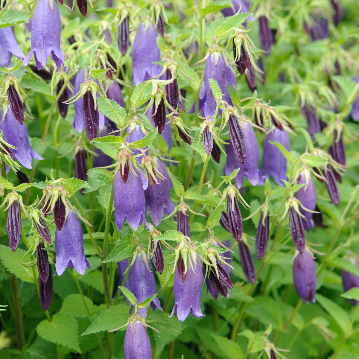 Grossblumige Glockenblume Grossblumige Glockenblume