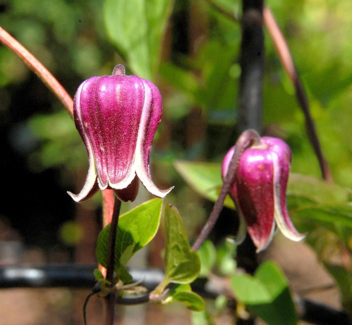 Waldrebe Buckland Beauty