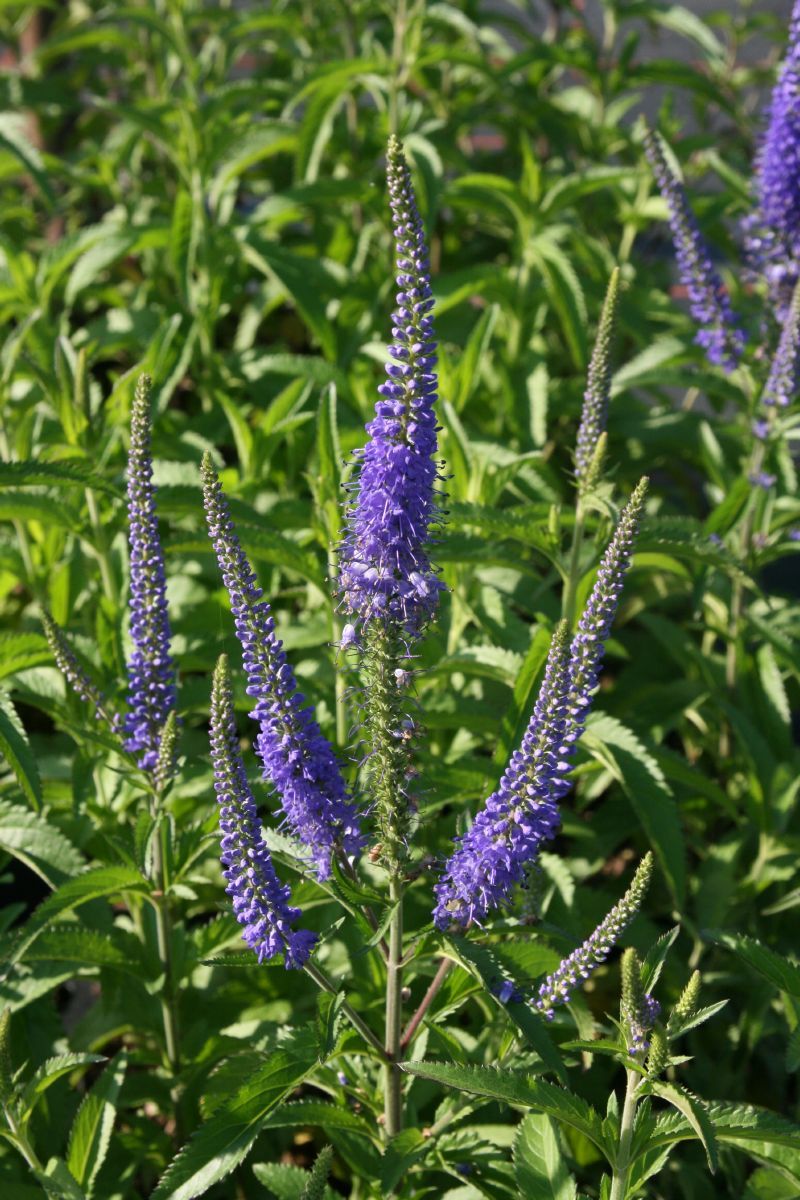Wiesenehrenpreis Blauriesin Wiesenehrenpreis Blauriesin