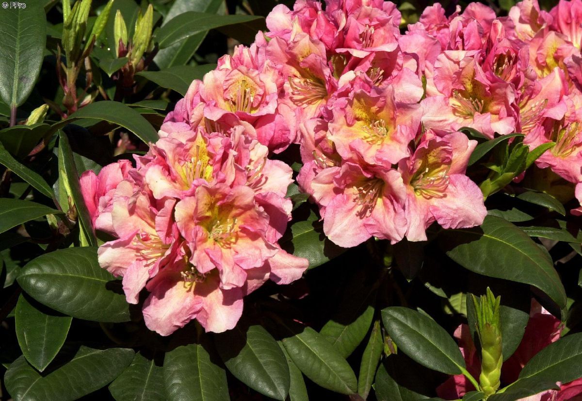 Rhododendron Dolcemente