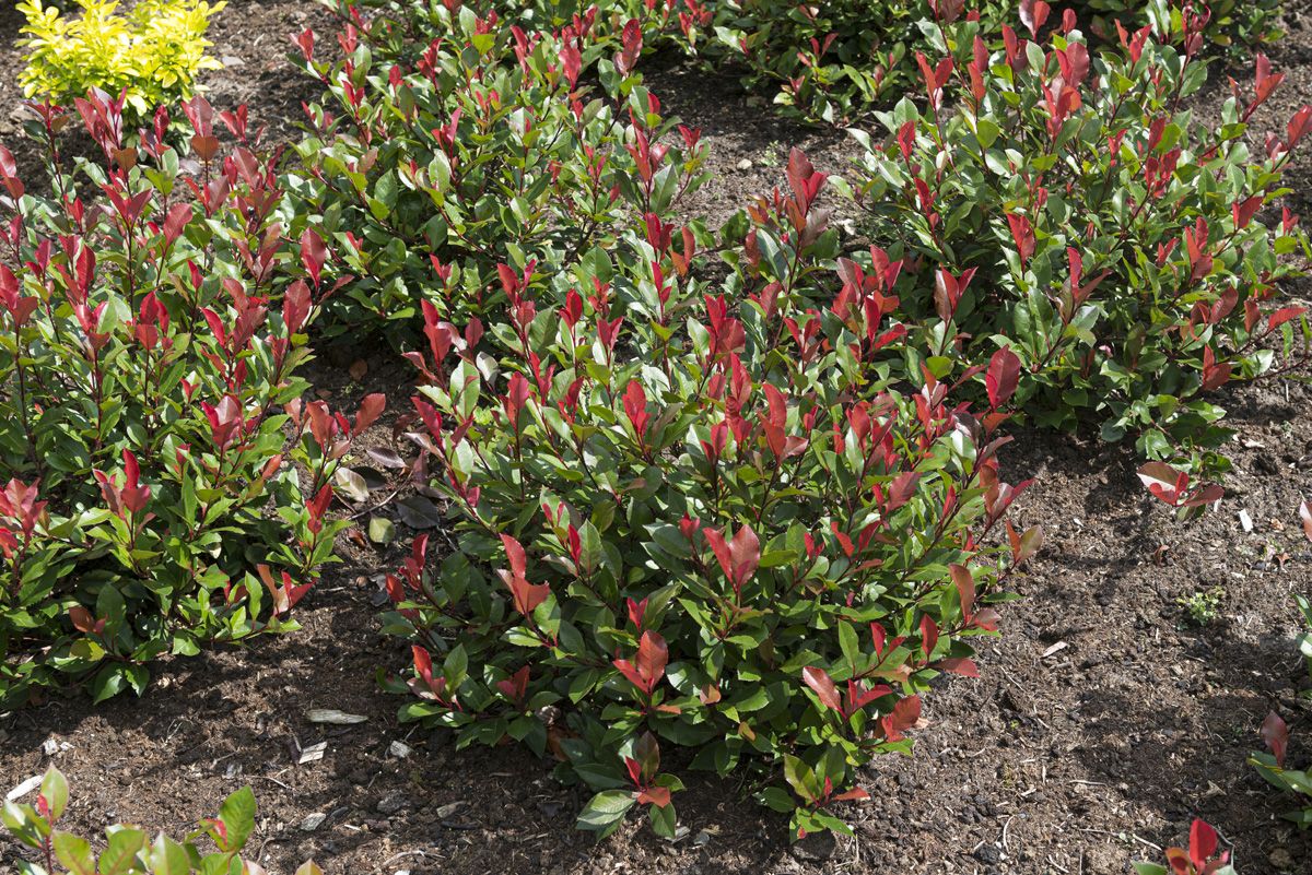 Zwergglanzmispel Little Red Robin Zwergglanzmispel Little Red Robin