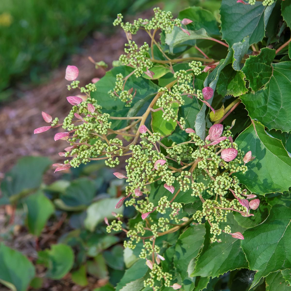 Spalthortensie Roseum