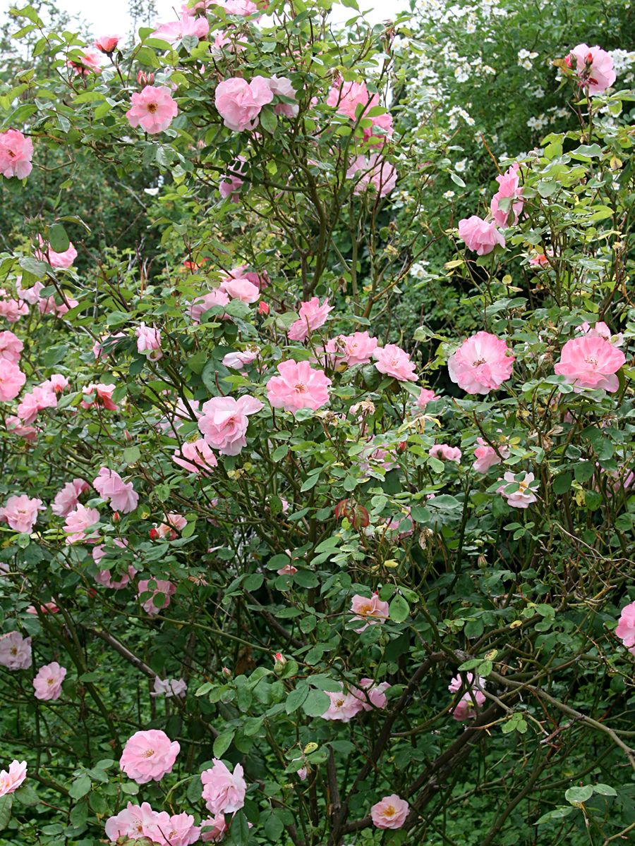 Clair Matin® Strauchrose (öfter blühend, leichter Duft)