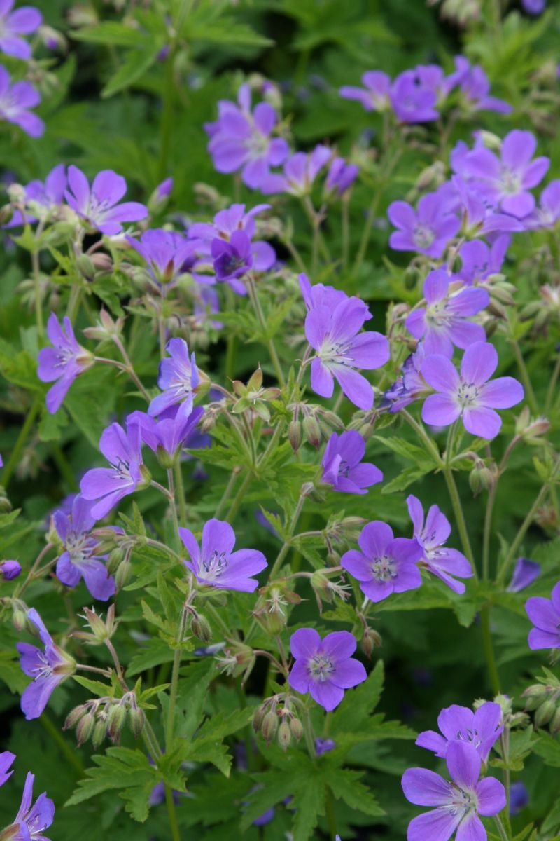 Waldstorchschnabel Birch Lilac Waldstorchschnabel Birch Lilac