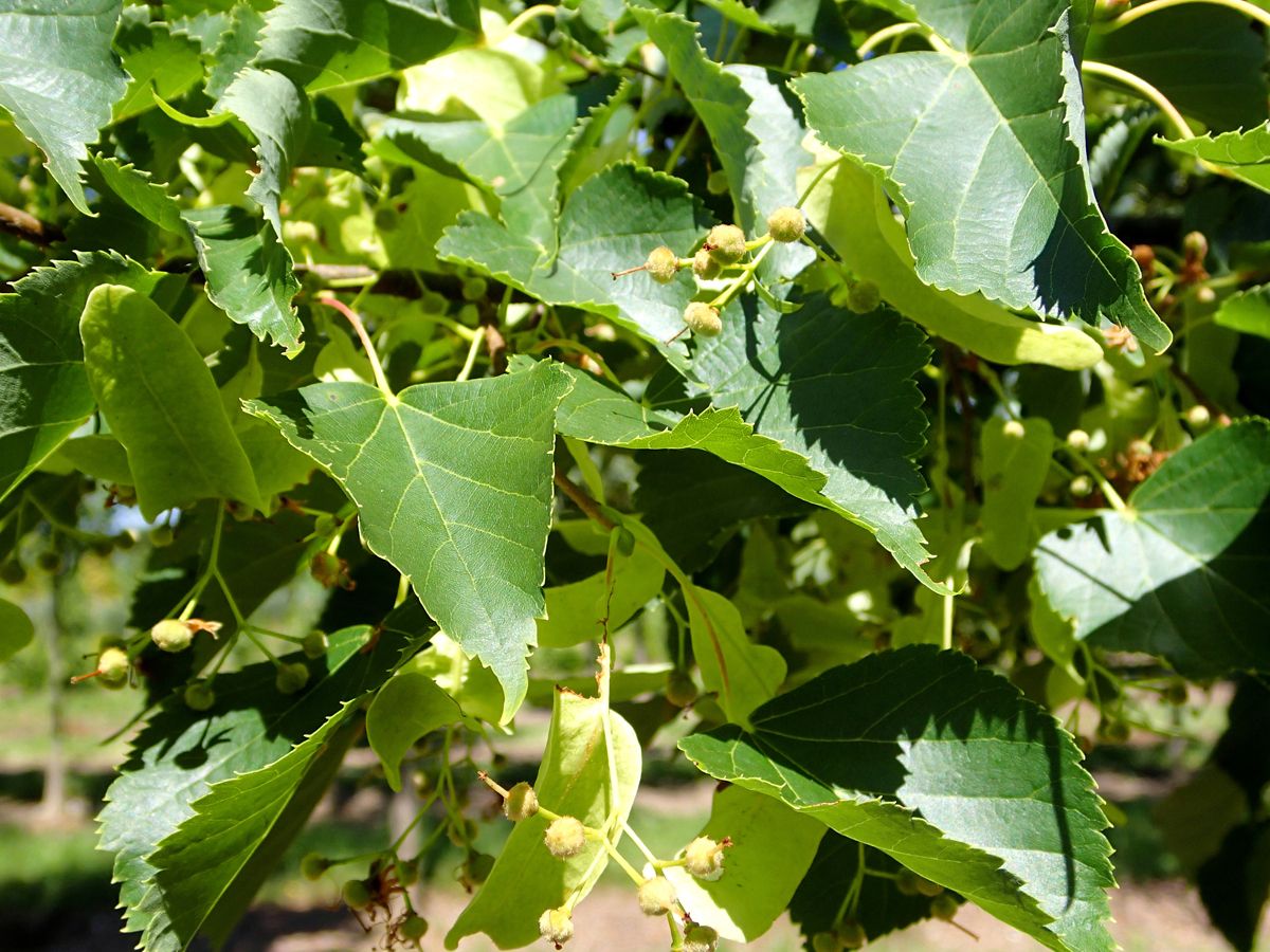 Winterlinde Greenspire