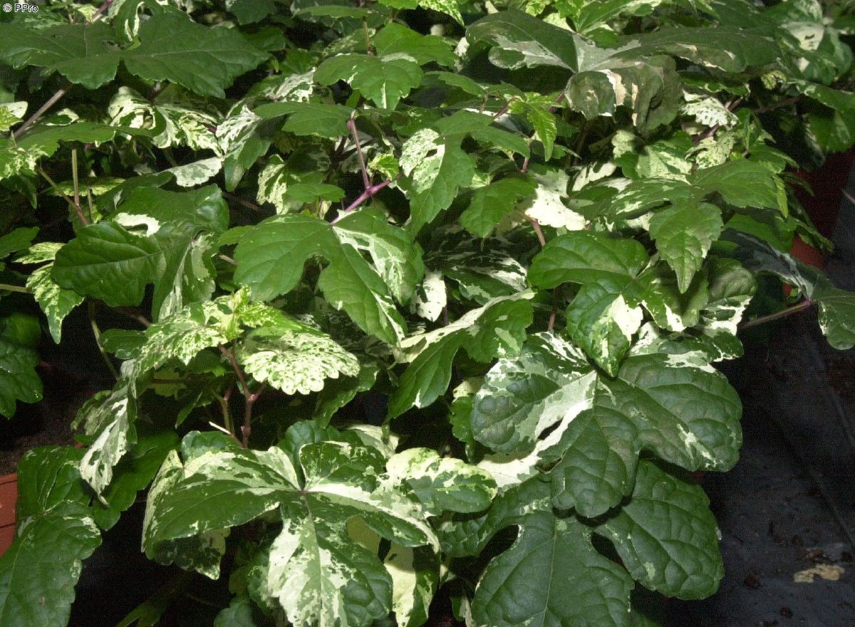 Zaunrebe Elegans