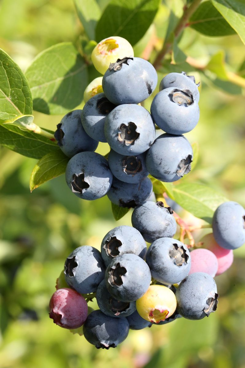 Heidelbeere Hortblue Petite®