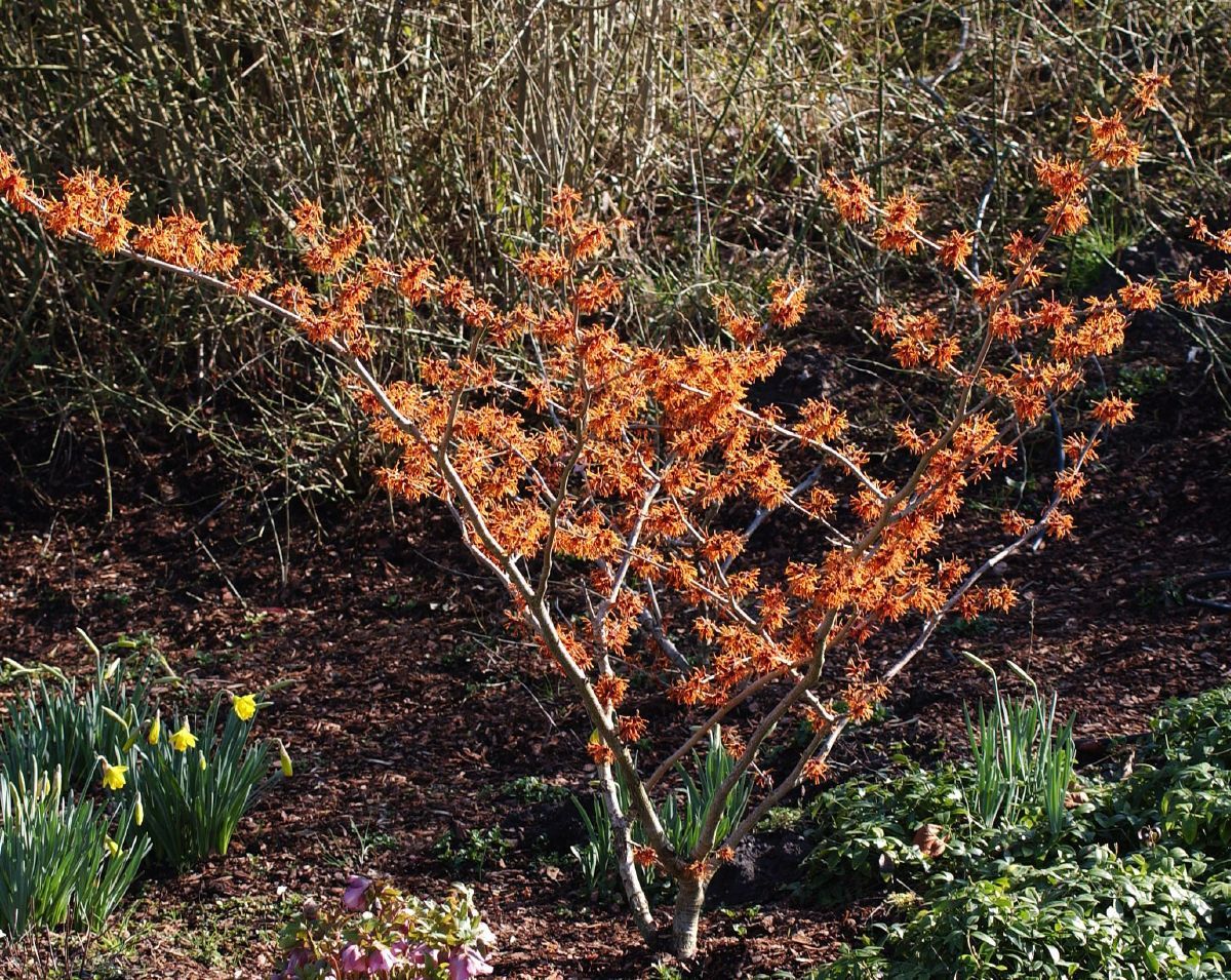 Zaubernuss Aphrodite Zaubernuss Aphrodite