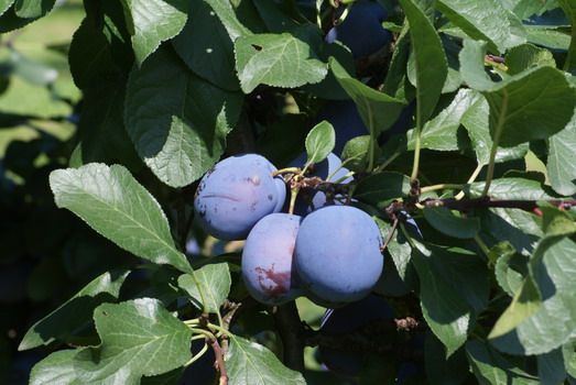 Cacaks Schöne Zwetschge (anspruchslos) Cacaks Schöne Zwetschge (anspruchslos)