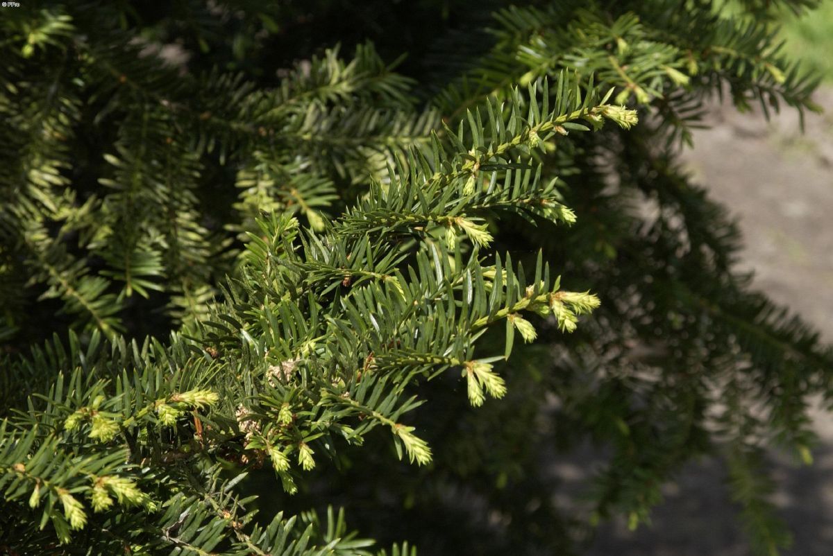 Nesteibe Nidiformis Nesteibe Nidiformis