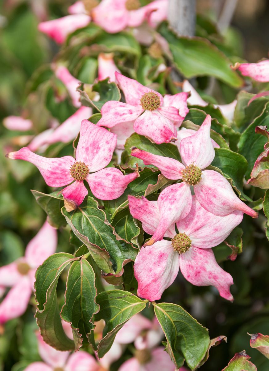 Japanischer Blumenhartriegel Beni Fujii