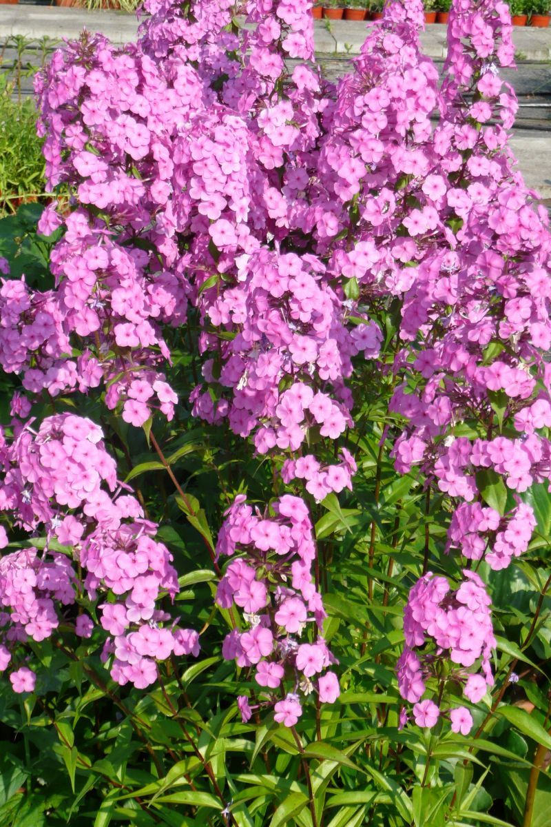 Flammenblume Rosalinde