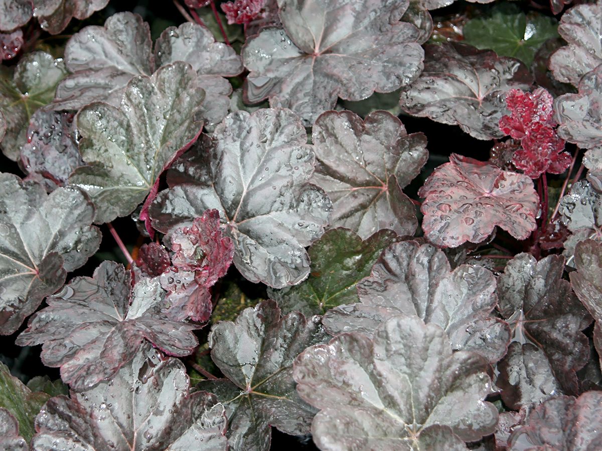 Purpurglöckchen Obsidian® Purpurglöckchen Obsidian®