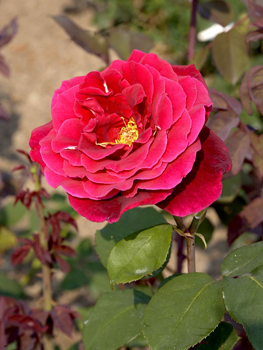 Mister Lincoln Edelrose (Teehybride, sehr starker Duft)