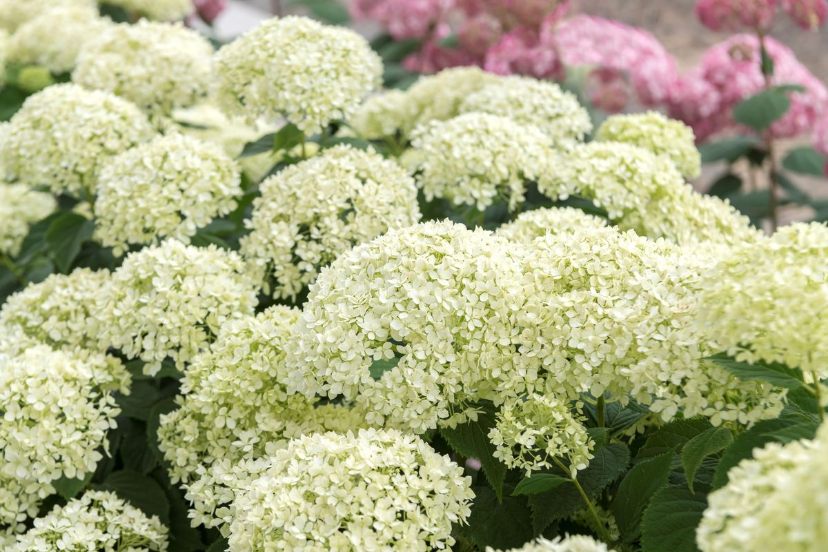 Zwergschneeballhortensie Bella Limetta