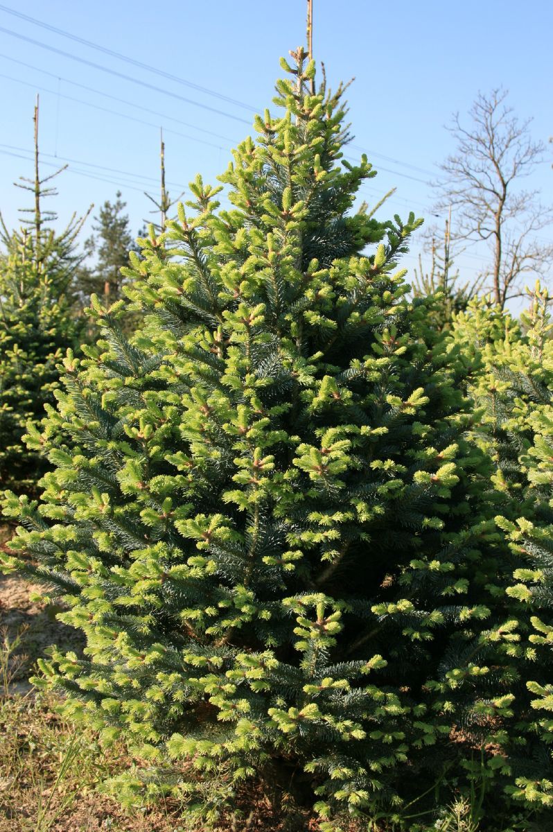 Felsengebirgstanne Compacta Felsengebirgstanne Compacta