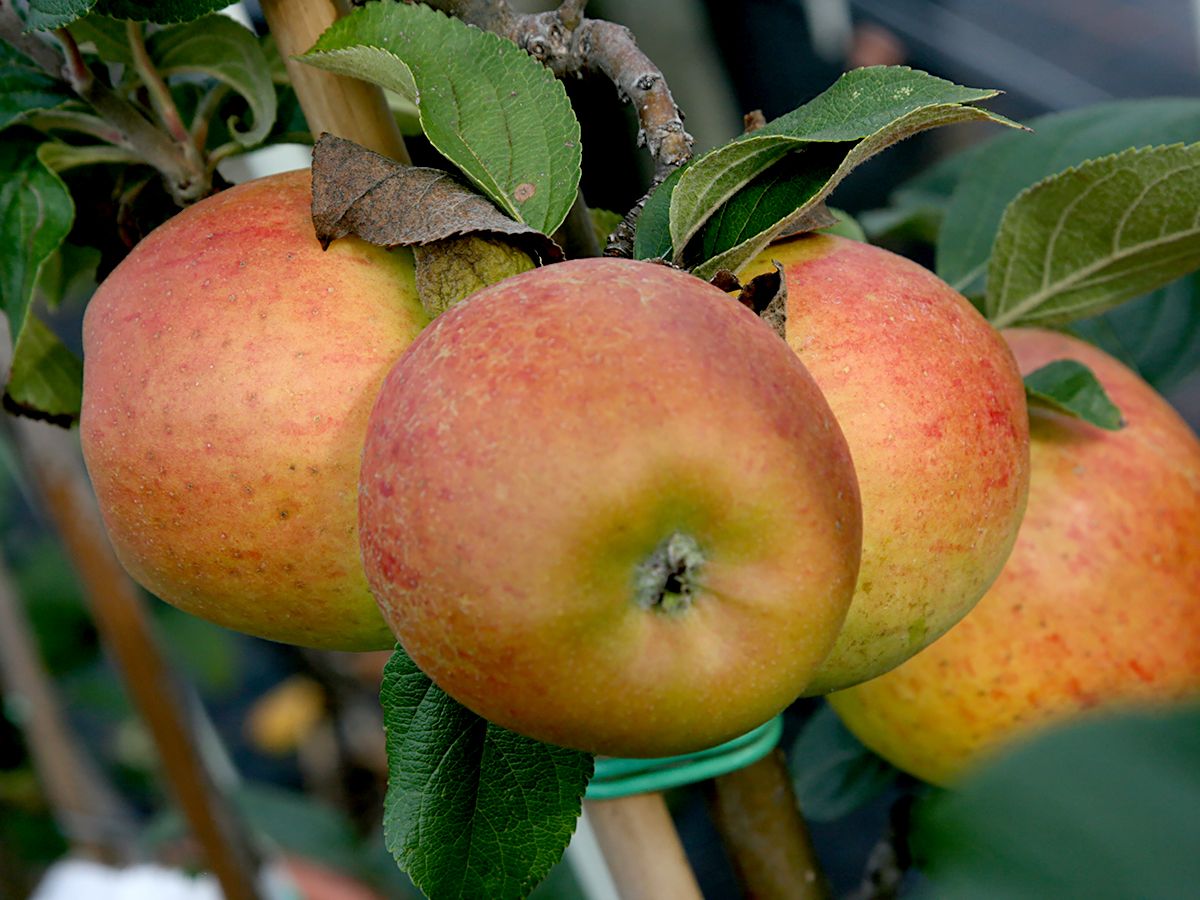 Goldparmäne Apfel