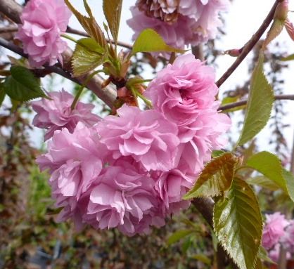 Hängezierkirsche Kiku-shidare-zakura Hängezierkirsche Kiku-shidare-zakura