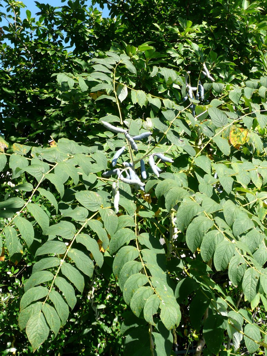 Blauschote, Gurkenstrauch, Blaugurke