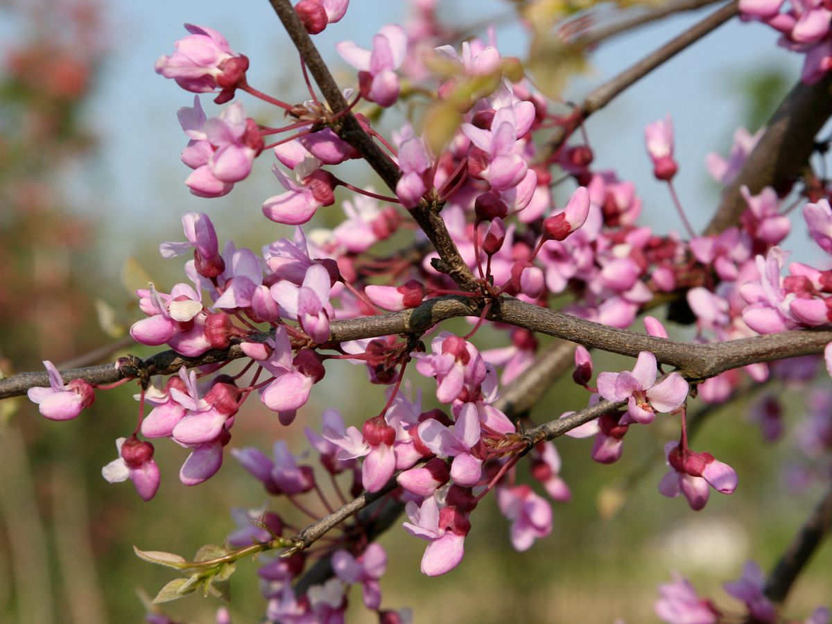 Kaskadenjudasbaum Lavender Twist