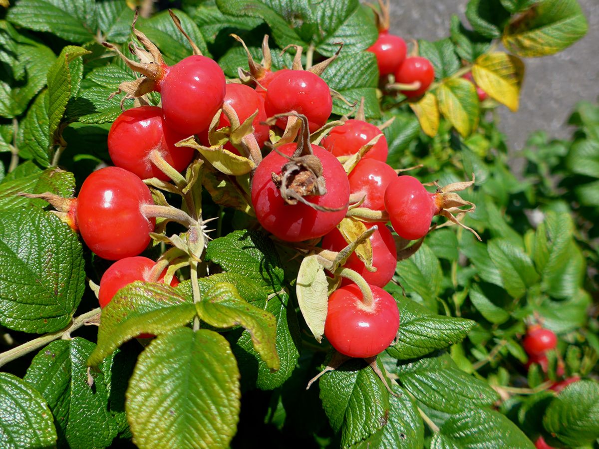 Rosa rugosa Wildrose, Kartoffelrose (anspruchslos, «Apfelrose», «Kartoffelrose»), anspruchslos, leichter Duft, Hagebutten)