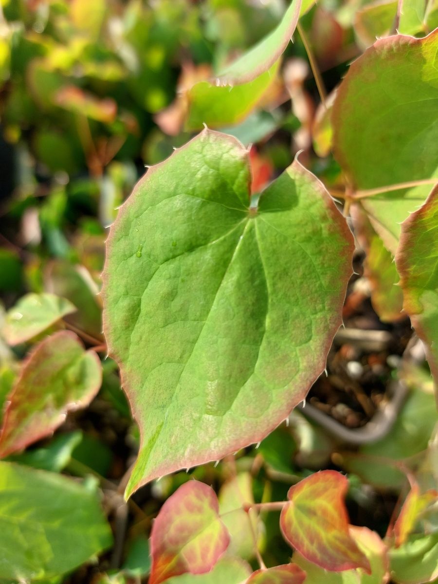 Elfenblume Galadriel