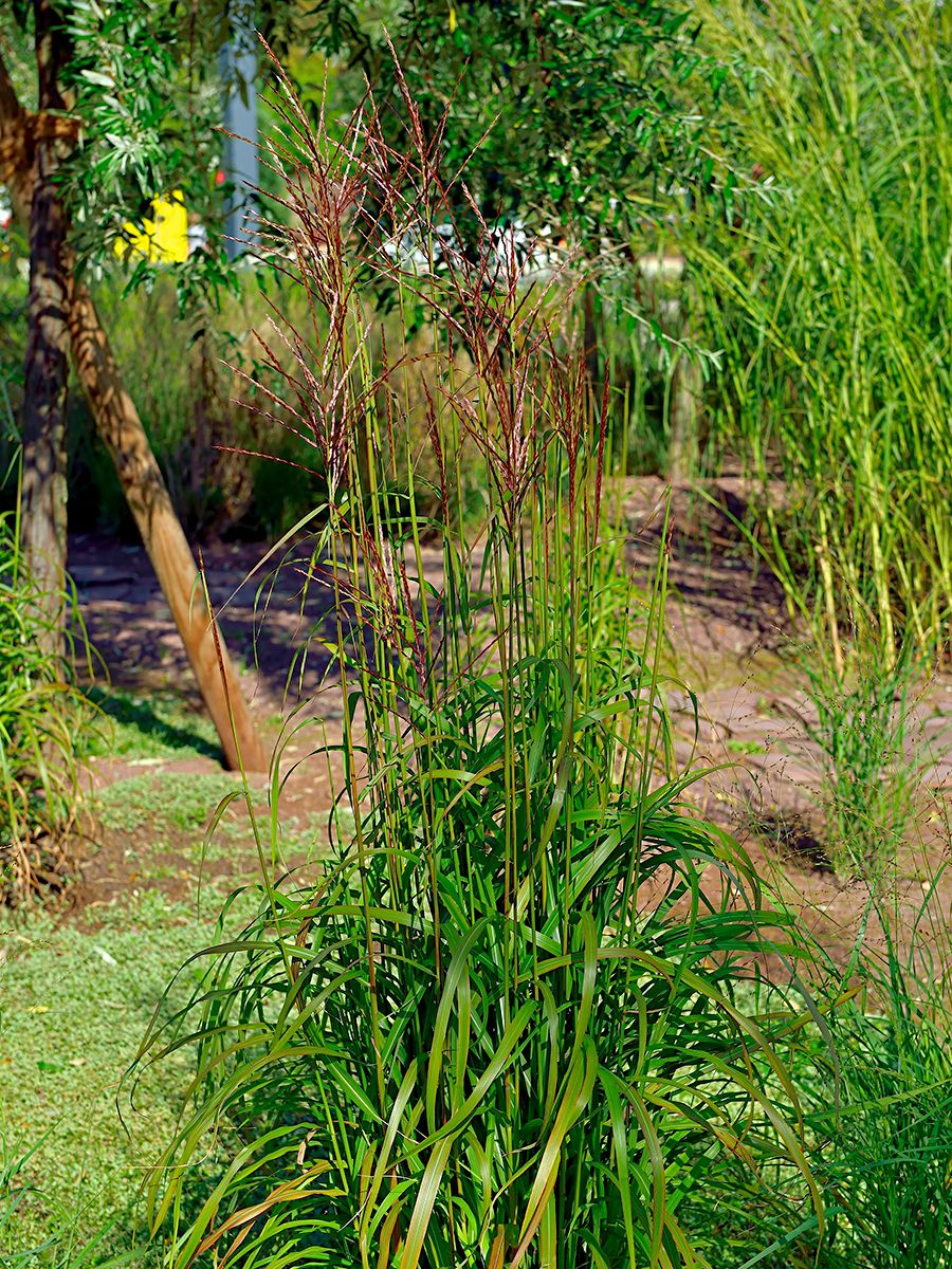 Rutenhirse Rotstrahlbusch