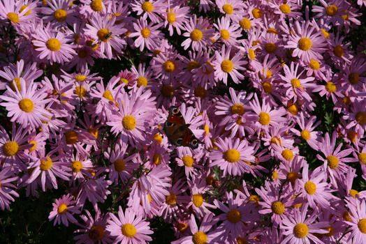 Winteraster Clara Curtis