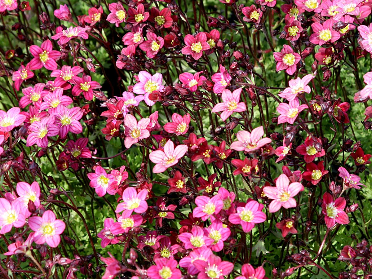 Moossteinbrech Purpurteppich