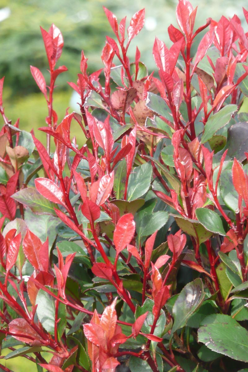 Zwergglanzmispel Little Red Robin Zwergglanzmispel Little Red Robin