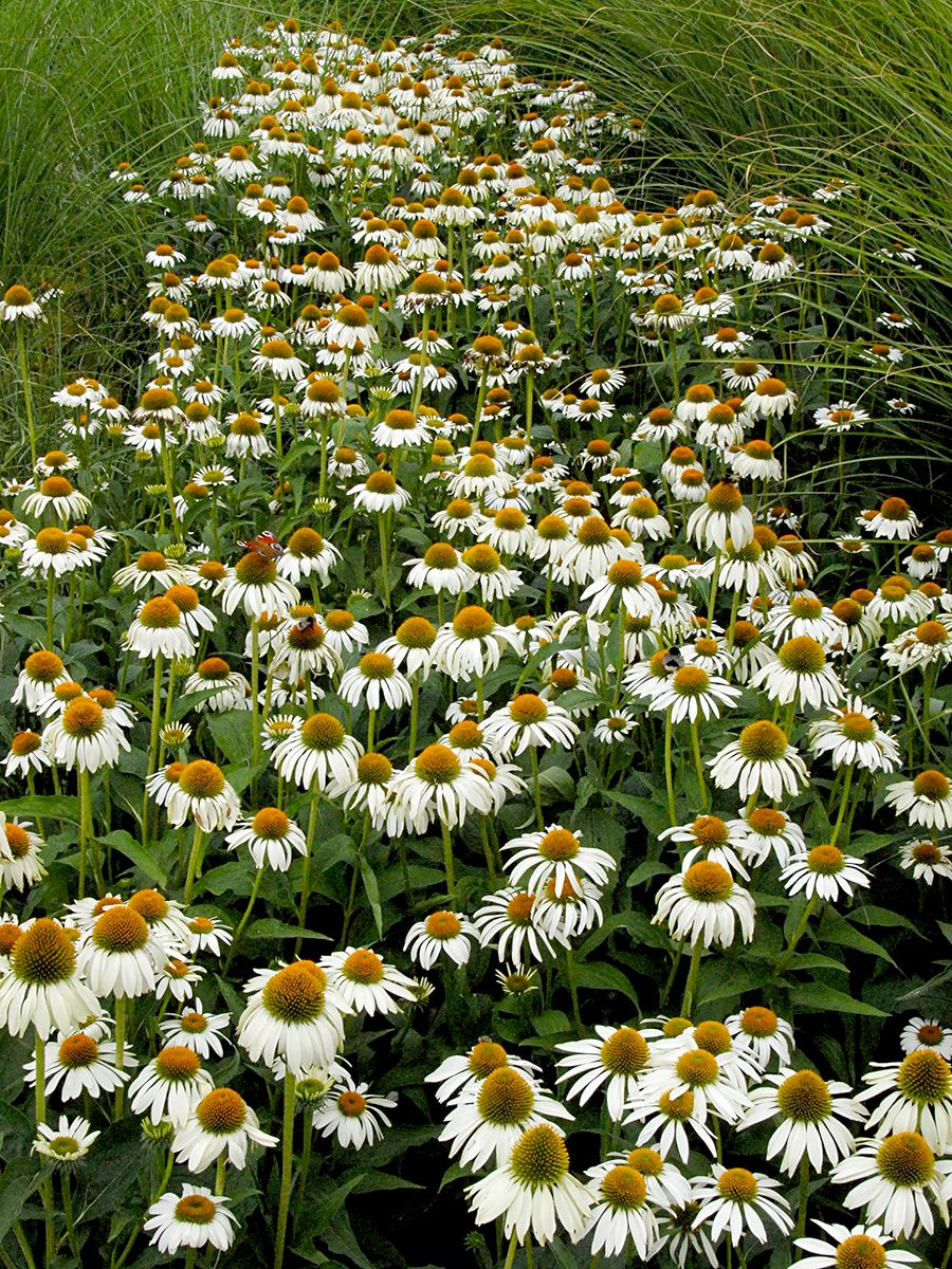 Sonnenhut Alba Sonnenhut Alba