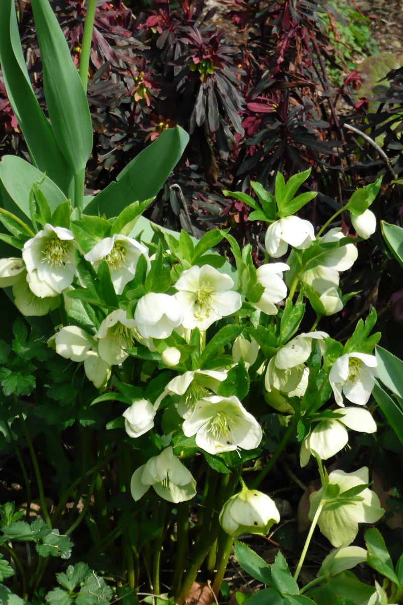Lenzrose White Lady