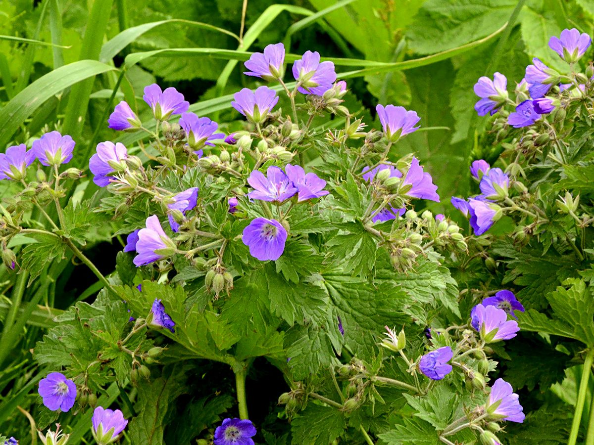 Wiesenstorchschnabel Wiesenstorchschnabel