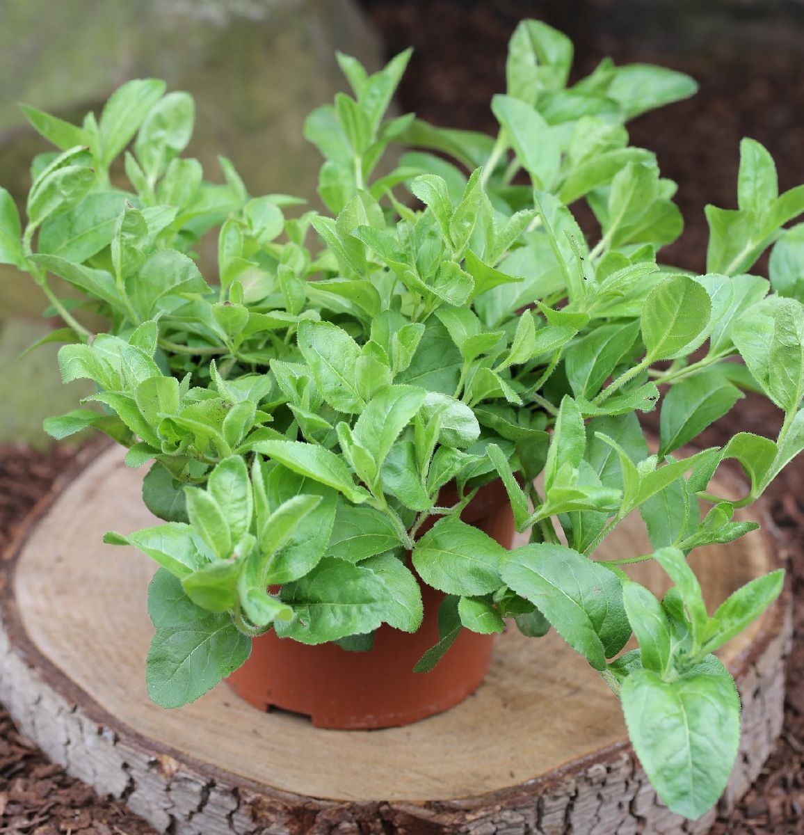 Echter Ehrenpreis Echter Ehrenpreis