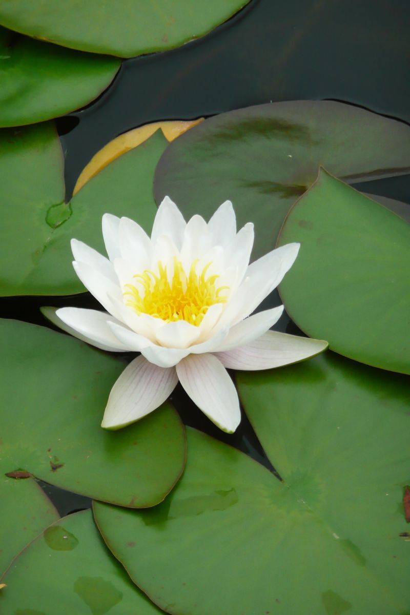 Seerose Marliacea Albida