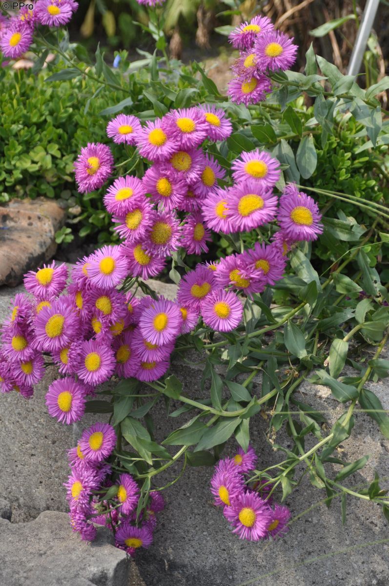 Feinstrahlaster Rotes Meer