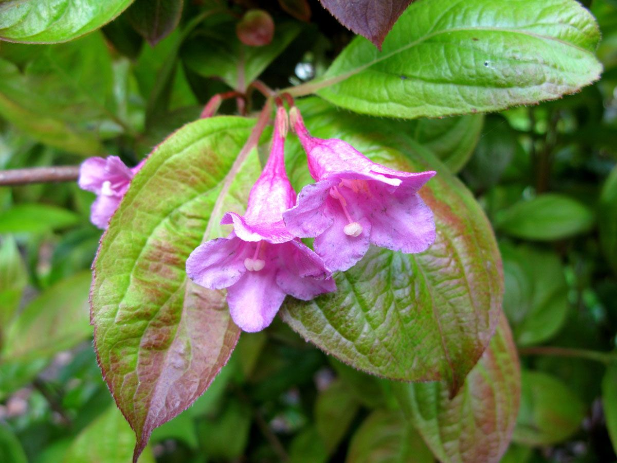 Weigela Wings of Fire®