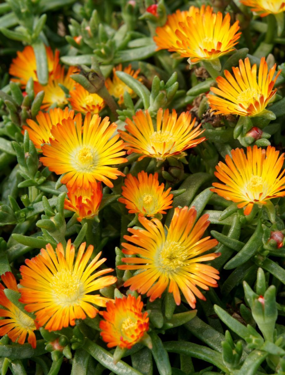 Mittagsblume Orange Wonder