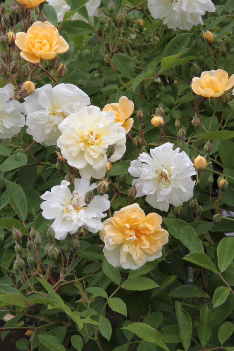 Christine Hélène Mini-Kletterrose