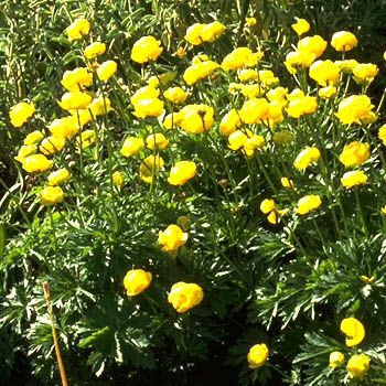 Trollblume Superbus