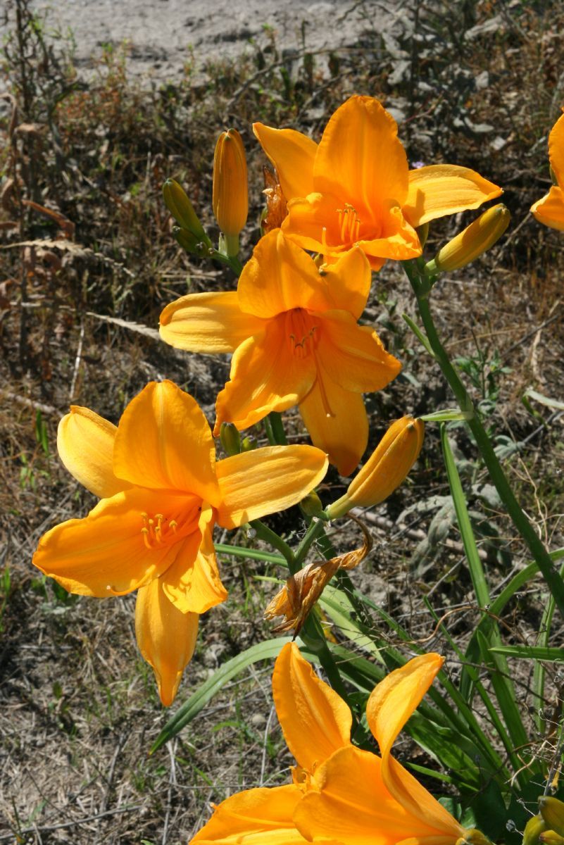 Taglilie Norton Orange